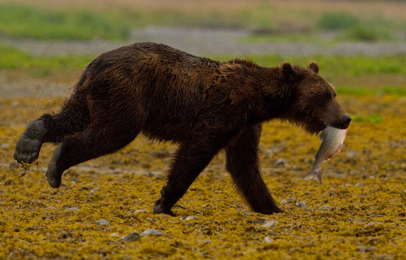 Grizzly Bear Running WIth Salmon